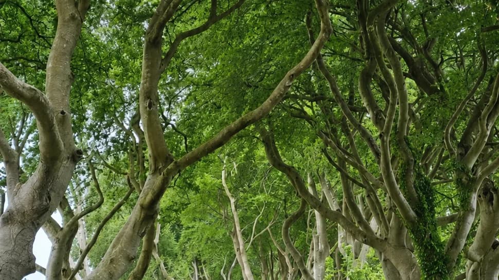 The Dark Hedges beech avenue visited on a private Northern Ireland day tour